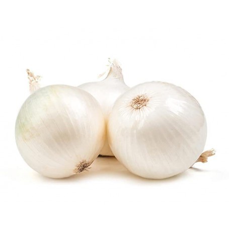 WHITE ONION