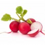 RADISH