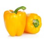 PEPPERS (CAPSICUMS), Bell, Field Grown