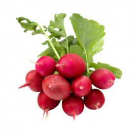 BUNCHED RED RADISH
