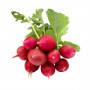 BUNCHED RED RADISH