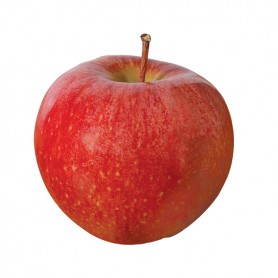 APPLES CAMEO