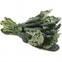 MULTICOLOR KALE