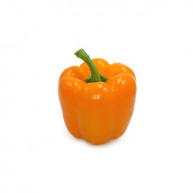 BELL GREENHOUSE PEPPERS (CAPSICUMS)