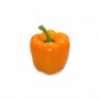 BELL GREENHOUSE PEPPERS (CAPSICUMS)