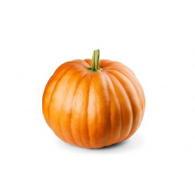 PUMPKIN - PIE PUMPKIN