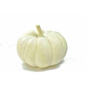 PUMPKIN WHITE