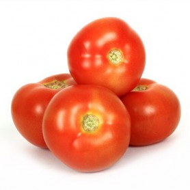 TOMATOES REGULAR