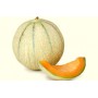 CHARENTAIS MELON