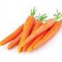 CARROTS