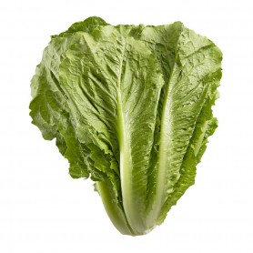 LETTUCE ROMAINE HRTS ORG EA