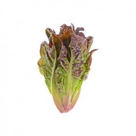 LETTUCE RED LEAF