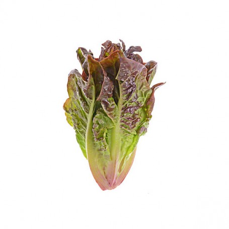 LETTUCE RED LEAF