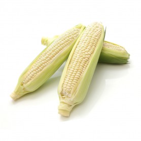 CORN,  SWEET WHITE CORN
