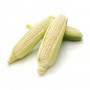 CORN,  SWEET WHITE CORN