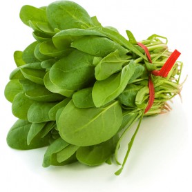 SPINACH-REGULAR/BUNCHED