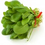 SPINACH-REGULAR/BUNCHED