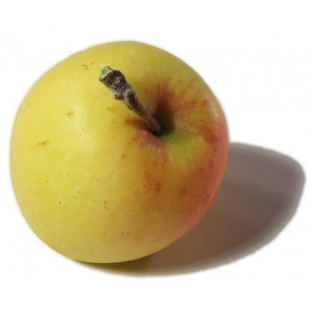 APPLES CRITERION