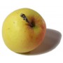 APPLES CRITERION