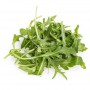 ARUGULA ORGANIC .66 OZ