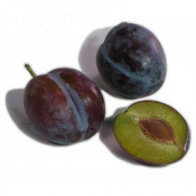 ITALIAN PRUNE/SUGAR PLUMS