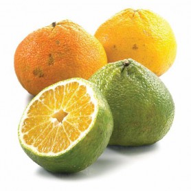 TANGELO JAMAICAN