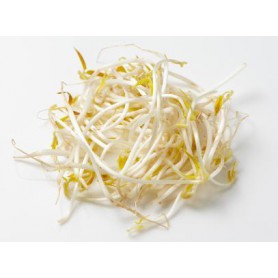 SPROUTS MUNG BEAN