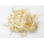 SPROUTS MUNG BEAN