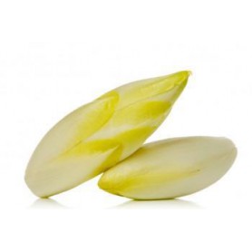 BELGIAN ENDIVE (WITLOOF CHICORY)