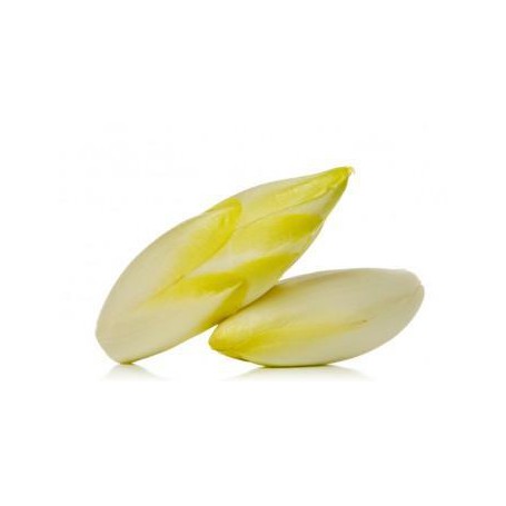 BELGIAN ENDIVE (WITLOOF CHICORY)