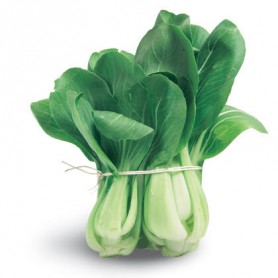 BOK CHOY (PAK CHOY)