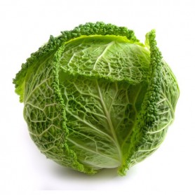 CABBAGE GREEN SAVOY