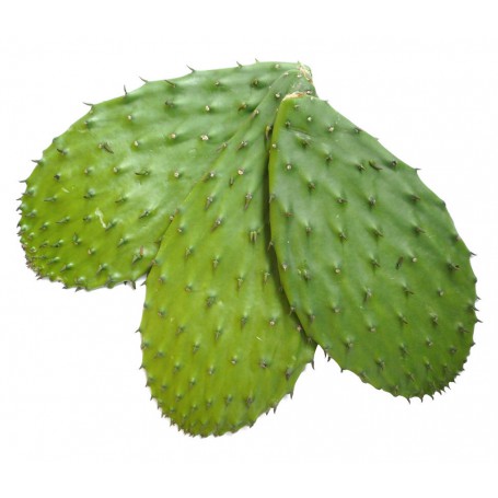 CACTUS LEAVES (NOPALES/CACTUS PADS)