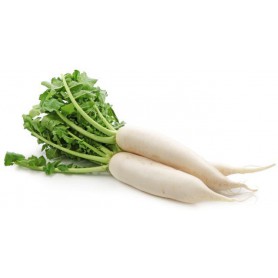 RADISH DAIKON