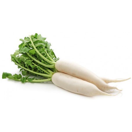 RADISH DAIKON