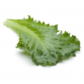 ESCAROLE/BATAVIAN CHICORYGRN