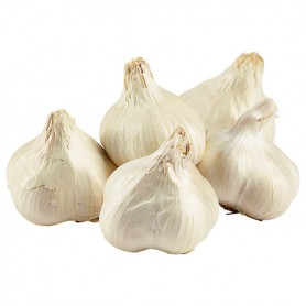 GARLIC ELEPHANT