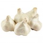 GARLIC ELEPHANT