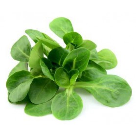 MACHE LETTUCE