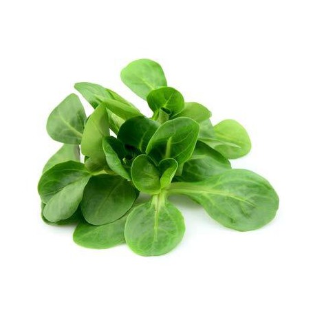 MACHE LETTUCE