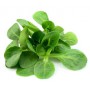MACHE LETTUCE
