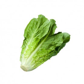 LETTUCE-ROMAINE/COS