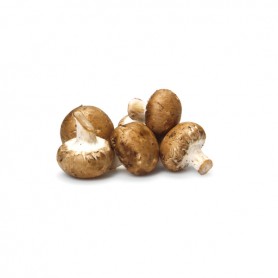 MUSHROOMS