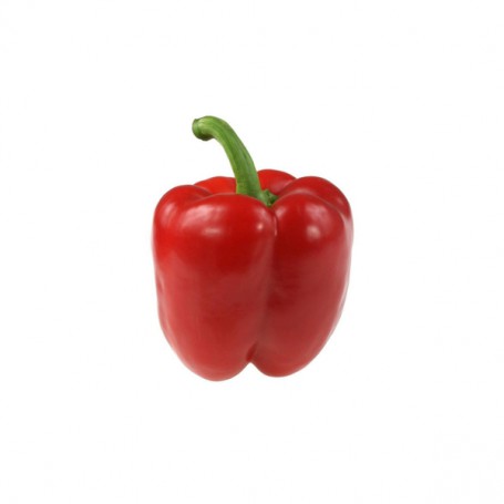 BELL GREENHOUSE PEPPERS (CAPSICUMS)