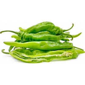 LONG HOT PEPPERS (CAPSICUMS)