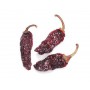 MORITA CHILI PEPPERS (CAPSICUMS)