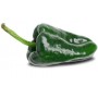 PASILLA PEPPERS (CAPSICUMS)