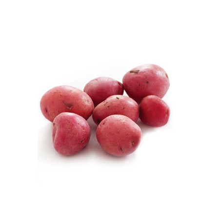 POTATO CREAMER RED IPA