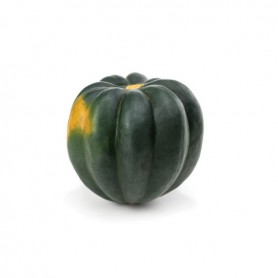 SQUASH - ACORN