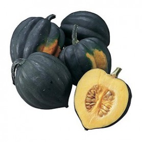 SQUASH ACORN